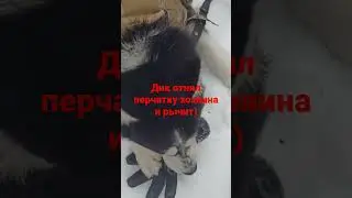 Дик хаски отнял перчатку хозяина 25.01.23