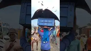 Big Fish Loading (കാക്കത്തിരണ്ടി) 