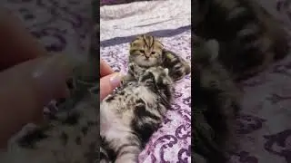 Котята требуют свободы, а мамка не пускает😄😃