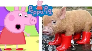 Peppa Pig Animals in Real Life | JD Cars Toys