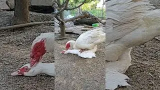 Duck LOVE Muscovy duck mating 