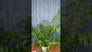 Папоротники гиганты.