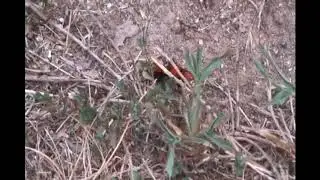 Red velvet ant foraging 2020