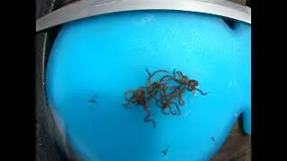 Timelapse of squirming Anisakis nematodes