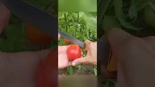 Tomatoes