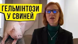 Гельмінтози у Свиней