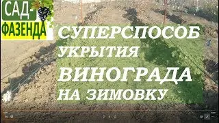 Как укрывать виноград на зимовку