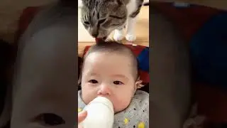 Funny Cursed Cat Videos that Will Make You LOL! 😻🤣