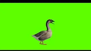 Duck Green Screen || No Copyright || Moving Duck Green Screen || Mr Green