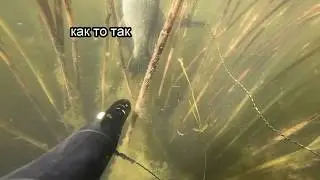 Spearfishing in Estonia