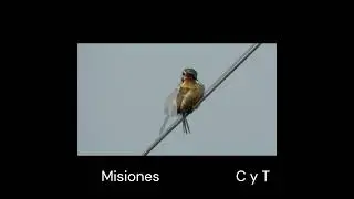 " ¿ Conocés al Chacurú cara negra".  #birds  #avesdeargentina #shorts