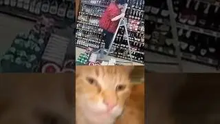 Sigma Cats 