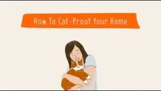 How To Cat-Proof Your Home | Pet Parenting 101