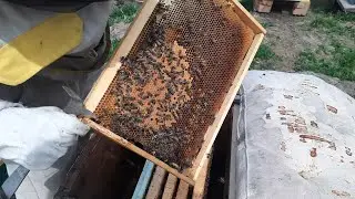 залаживаем трутней,готовимся к выводу маток