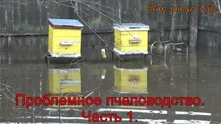 Проблемное пчеловодство.  Часть 1