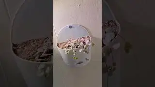 Bedroom planting