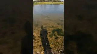 Alligator VS Bass