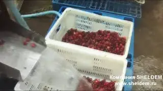 Машины для удаления косточек из вишни