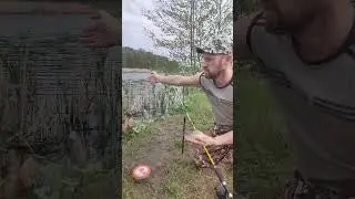 карась на фидер #рыбалка #fishing