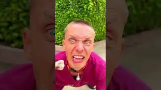 Мои собаки 😀😀😀😀 