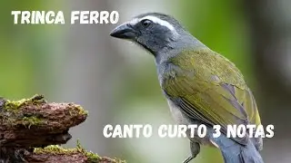 TRINCA FERRO - CANTO CURTO 3 NOTAS
