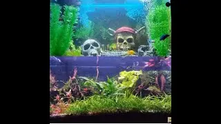 Mi acuario -El  antes y ahora 👀