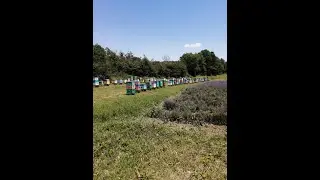 Пасека Медовый Крым ,2023г