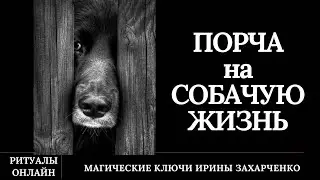 Порча на СОБАЧЬЮ ЖИЗНЬ. Отчитка с отжигом. Снятие негатива.