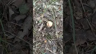 грибы? опять?