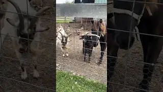 Sweet Family Time at a Petting Zoo: Goats Go CRAZY! 