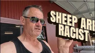 SHEEP ARE RACIST - Road trip Pt 3