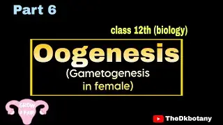 Oogenesis l Gametogenesis in human female