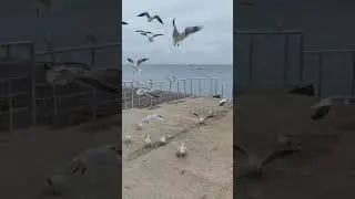 Зима, море, чайки 22 февраля 2024 г.