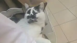Крассавчик 😺
