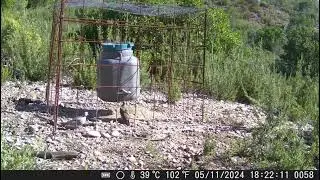 Cazadores que miman las especies 5