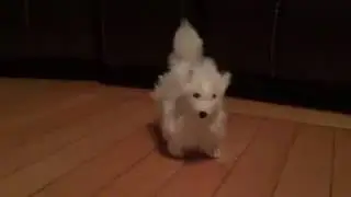 American Eskimo dog meets arctic fox toy