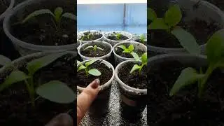 Пикировка перца ( продолжение) 🌱👌  
