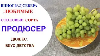 Виноград Продюсер в северном Подмосковье. Дюшес- вкус из детства