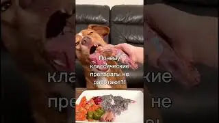 Почему лечение не помогает? 🦮