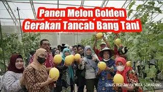 HARVESTING GOLDEN MELONS AT AGRO PURWOSARI
