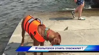 нападение  Адмирала на малолетнюю африканку
