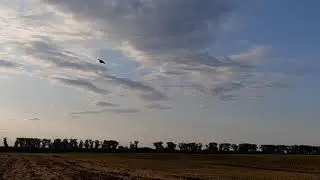 Сокол на вабило