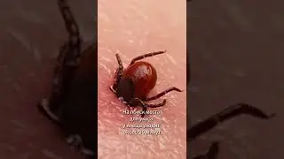 ОСТОРОЖНО! КЛЕЩ!
