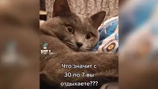 Я в Шоке!!! 🙀 #cat #смешныекоты #приколысживотными #animals #приколы #happy #weekend #family