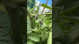 #nature #spider