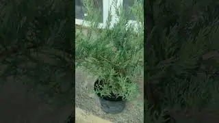 Чем отличаются три разных но очень похожих можжевельника.грей Олд . хец .глаока #сад #дача #растения