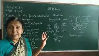 Class-11th / Biology Chapter-5 ( Anatomy Of Flowering Plant ) Lecture-3