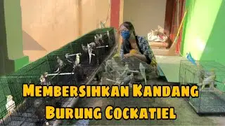 Rutinitas Membersihkan Kandang Cockatiel/Falk/Parkit Australia