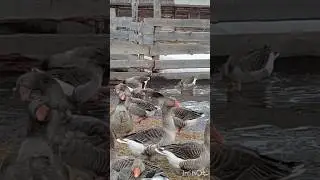 Кому лужа, а гусям - озеро! ☺
