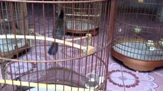 CM bình điền